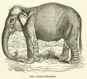 Elefante Indio de English School
