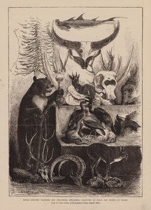 Trofeos de caza y especímenes zoológicos de la India, coleccionados por S.A.R. el Príncipe de Gales (grabado) de English School
