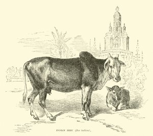 Zebu indio, Bos indicus