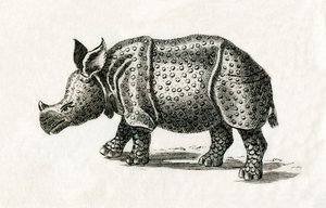 Rinoceronte indio, o rinoceronte mayor de un cuerno, Rhinoceros unicornis, de una impresión del siglo XVIII (grabado) de English School