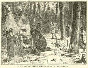 Indios recolectando savia de arce en los bosques canadienses de English School