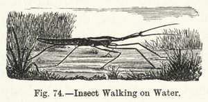 Insecto Caminando sobre el Agua de English School