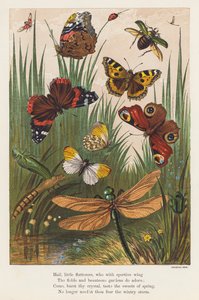 Insectos (litografía en color) de English School