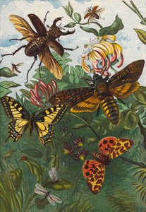 Insectos (litografía en color) de English School