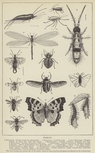 Insectos de English School