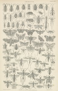 Insectos de English School