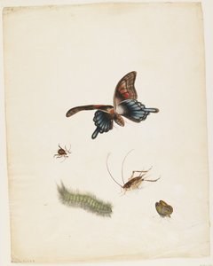 Insectos de English School