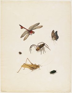 Insectos