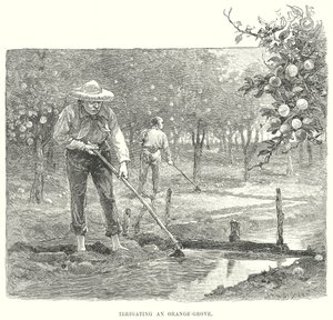 Riego de un naranjal (grabado)