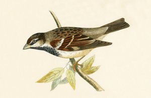 Gorrión Italiano, ilustración de 