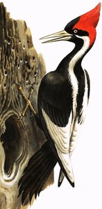 Ivory-billed Woodpecker (gouache sobre papel)