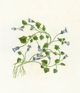 Campanilla de Hojas de Hiedra, Campanula Hederacea