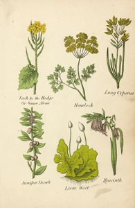 Jack by the Hedge Or Sauce Alone, Hemlock, Long Cyperus, Juniper Shrub, Liver Wort, Hyacinth (litografía en color) de English School