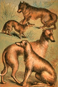Chacal, Lobo, Lebrel Irlandés y Lebrel