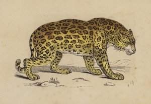 Jaguar