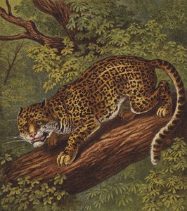 Jaguar de English School
