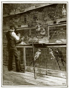 Jamrachs, el aviario