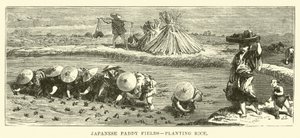 Campos de arroz japoneses, plantando arroz