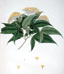 Jasminum Heterophyllum de English School