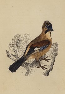 Jay (litografía en color)