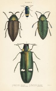 Escarabajos joya: Buprestis chrysis 1, Buprestis sternicornis 2, Buprestis bicolor 3, Buprestis amoena 4 de English School