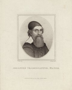 Johannes Tradescantus Pater de English School
