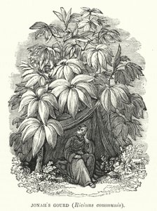 Calabaza de Jonás, Ricinus communis de English School