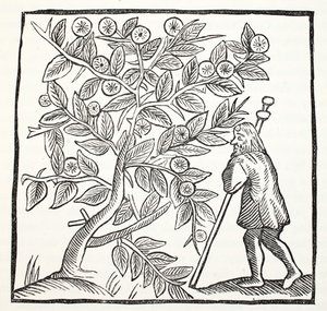 José de Arimatea y el Espino de Glastonbury, ilustración de Chap-books of the Eighteenth Century por John Ashton, pub. 1882 de English School