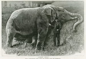Jumbo, muerto de English School