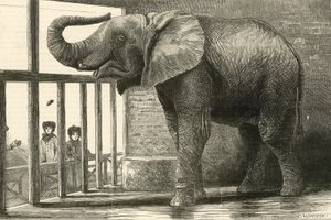 Jumbo, el gran elefante africano de los jardines zoológicos (grabado) de English School