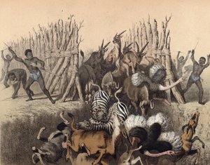 Kaffirs conduciendo animales a un pozo
