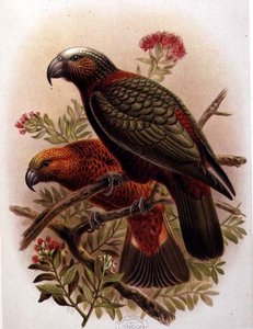 Loro Kaka y Variedad Kaka-Kura de 