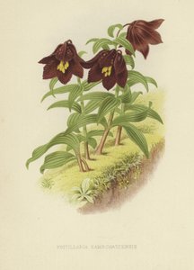 Fritilaria de Kamchatka o lirio de Kamchatka de English School
