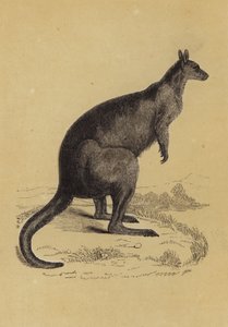 Canguro