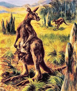 Canguro de English School