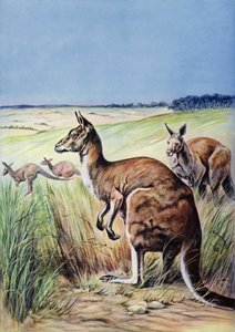 Canguros, Australia (litografia en color) de English School