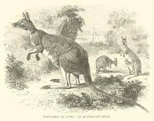 Canguros en casa, una escena australiana
