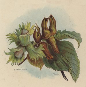 Kentish Cob-nuts, Filberts