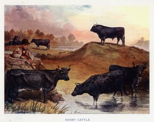 Kerry Cattle (litografía en color)