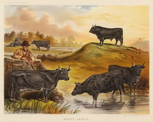 Kerry Cattle (litografía en color)