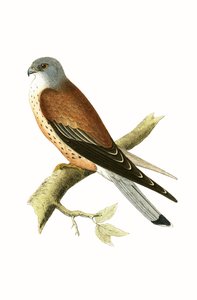 Cernícalo, ilustración de 