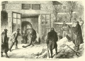 Matando un elefante para comida en el Jardin d