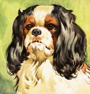 Spaniel King Charles