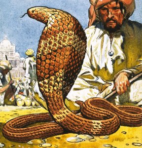Rey Cobra de English School