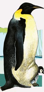 Pingüino rey de English School