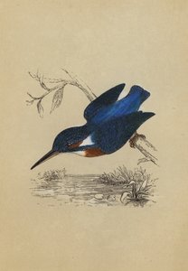 Kingfisher (litografía en color) de English School