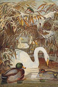 Martín pescador, patos y cisnes (litografía en color) de English School
