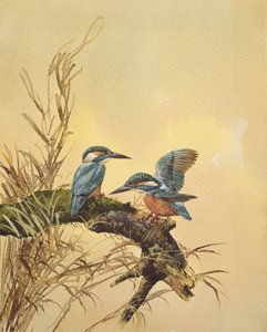 Martines pescadores, c.1890 de English School
