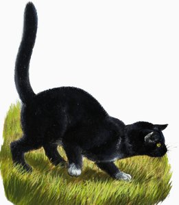 Gatito de English School