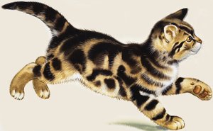 Gatito de English School